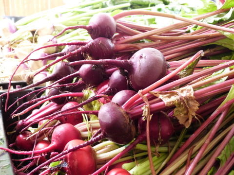 photo of beets in a bunch